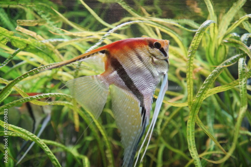 Ryby. Skalar. Zoo Łódź. Orientarium.