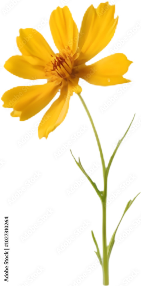 Obraz premium Plains coreopsis flowers in a field of golden blooms. 