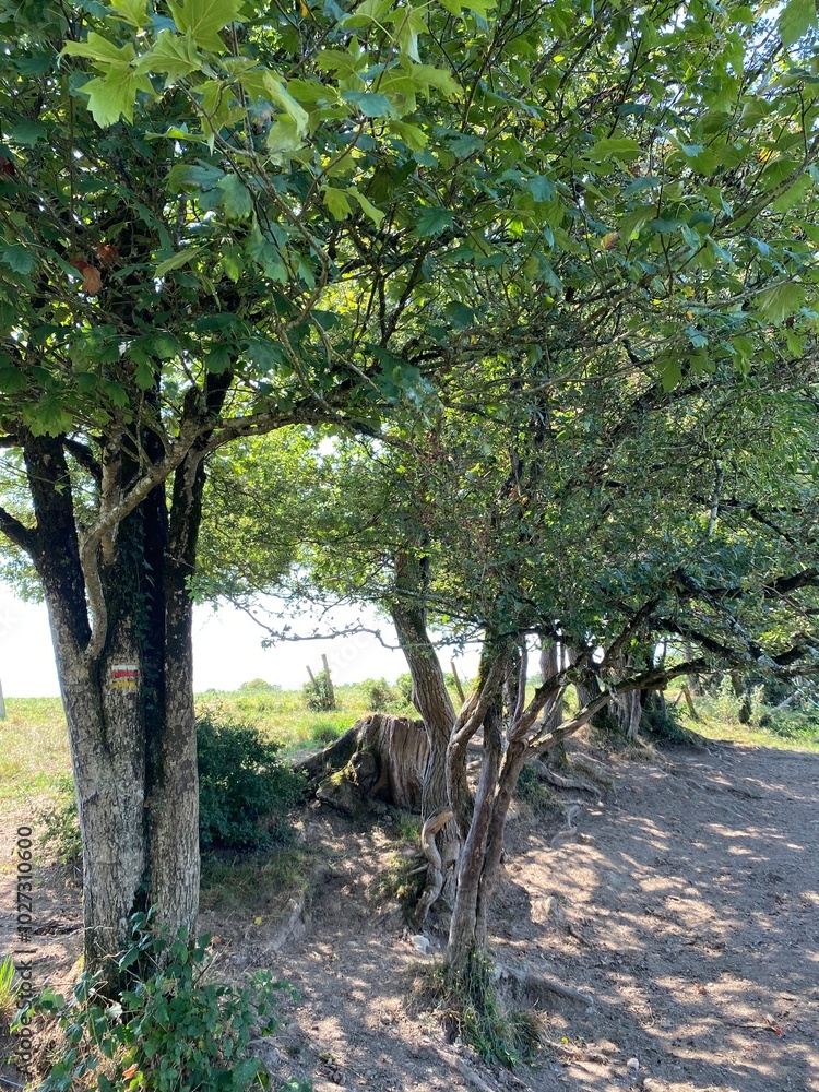 Fototapeta premium Autour du lac de la Vouraie vendée