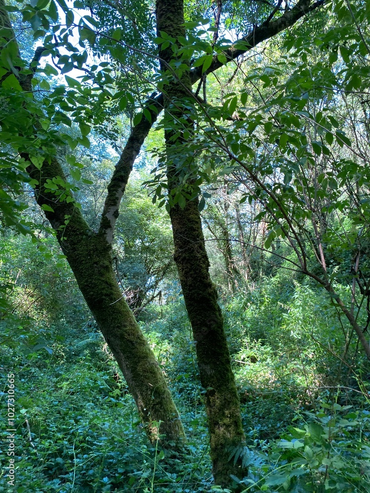 Fototapeta premium Autour du lac de la Vouraie vendée