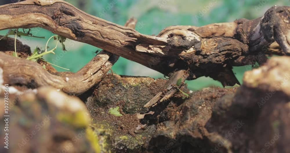 Leafcutter ants carrying down pieces of leaves to their nest closeup Leafcutter ants carrying down pieces of leaves to their nest closeup