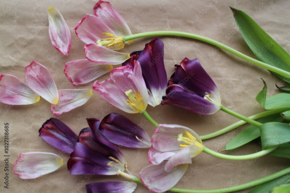 Fototapeta premium pink tulips