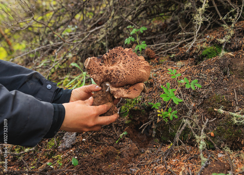 Picking wild sarcodon imbricatus, edible mushroom in forest of China photo