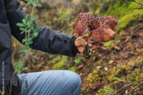 Picking wild sarcodon imbricatus, edible mushroom in forest of China photo