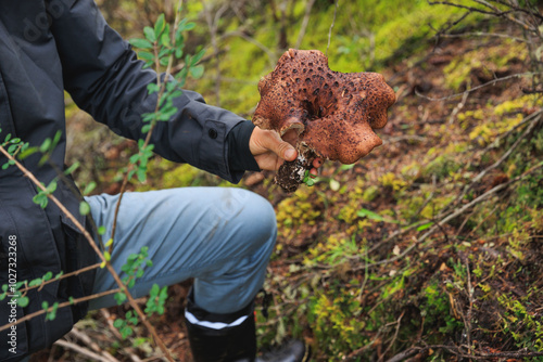 Picking wild sarcodon imbricatus, edible mushroom in forest of China photo