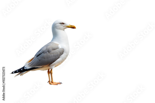 seagull bird isolated on white background transparent PNG and copy space