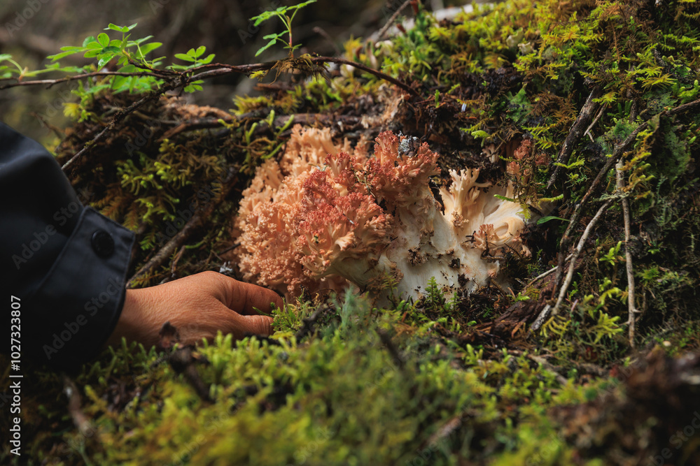 Fototapeta premium Picking wild clavariaceae mushroom edible in forest of China