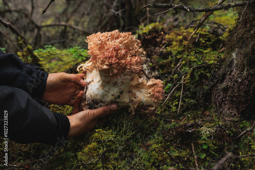 Picking wild clavariaceae mushroom edible in forest of China photo