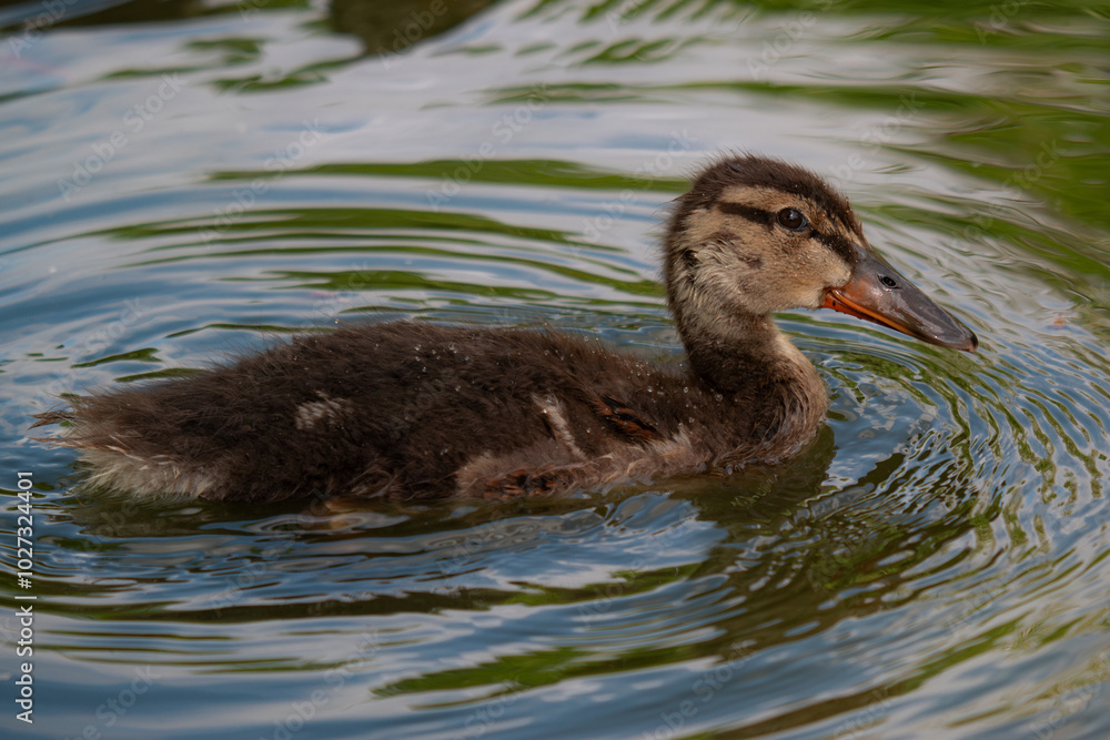 Duckling In Water Duckling In Water