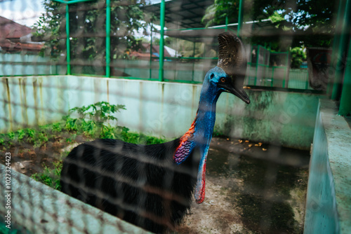 A Peacock Is Standing In A Yard With A Bird On Its Head