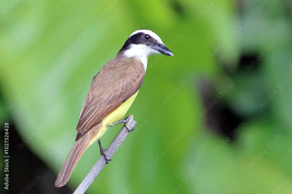 Fototapeta premium Great Kiskadee (Pitangus sulphuratus) perched on a log