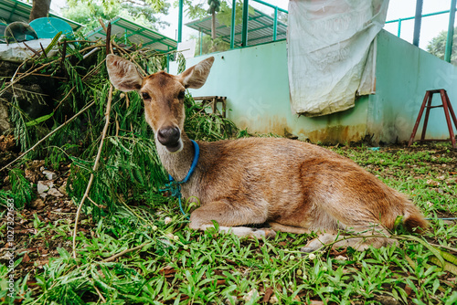 A Deer Laying In The Grass With A Rope Tied To It