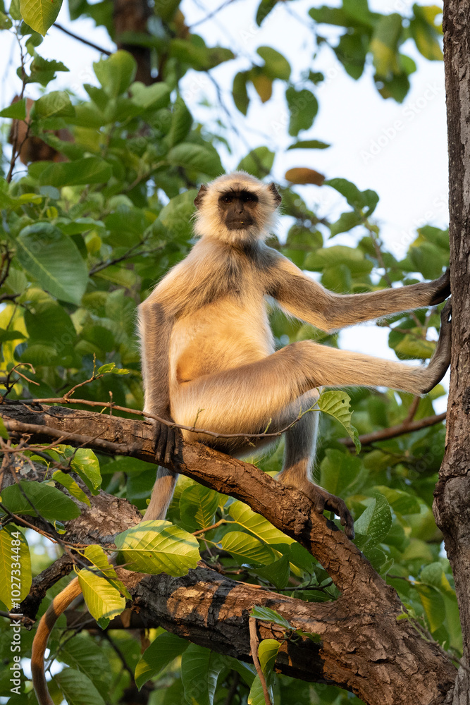 Naklejka premium Grey Langur in a tree