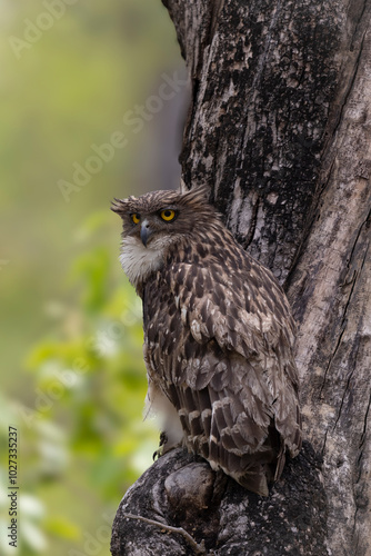 Birds of Bandhavgarh photo