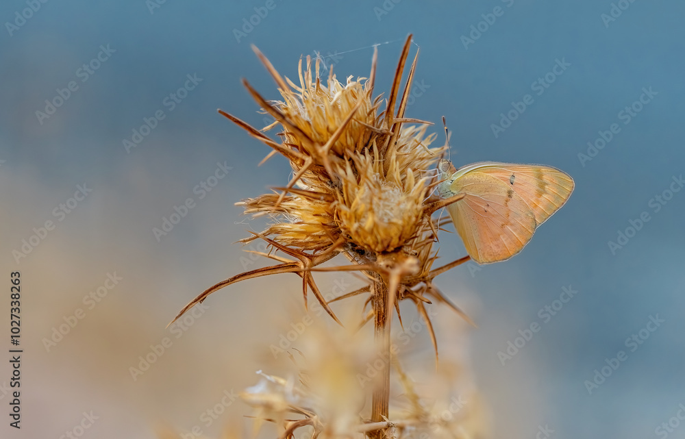 Mesopotamian Colotis butterfly (Colotis fausta)