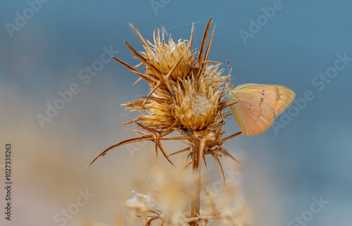 Obraz na płótnie Mesopotamian Colotis butterfly (Colotis fausta) w salonie
