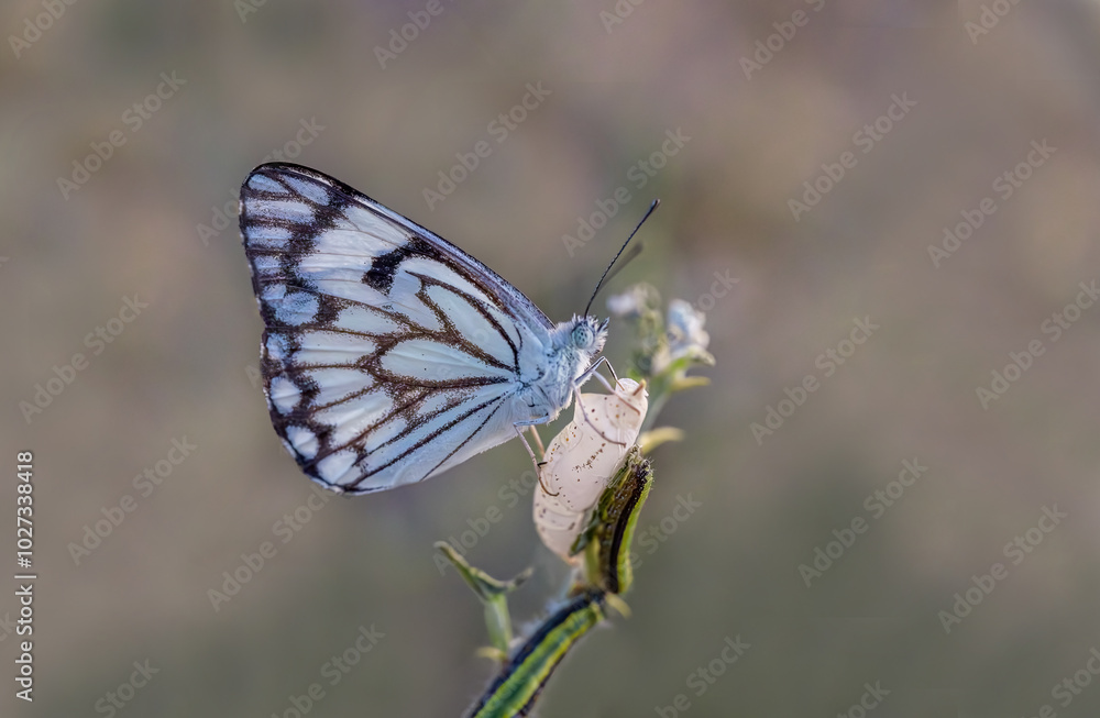 White Pioneer butterfly (Belenois aurota) White Pioneer butterfly (Belenois aurota)
