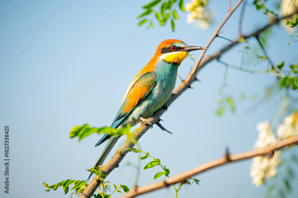 Vibrant image of a bee-eater perched on a branch, displaying vivid green, blue, and orange plumage. Its slender beak and sharp eyes capture the essence of this beautiful bird in a natural setting. Vibrant image of a bee-eater perched on a branch, displaying vivid green, blue, and orange plumage. Its slender beak and sharp eyes capture the essence of this beautiful bird in a natural setting.
