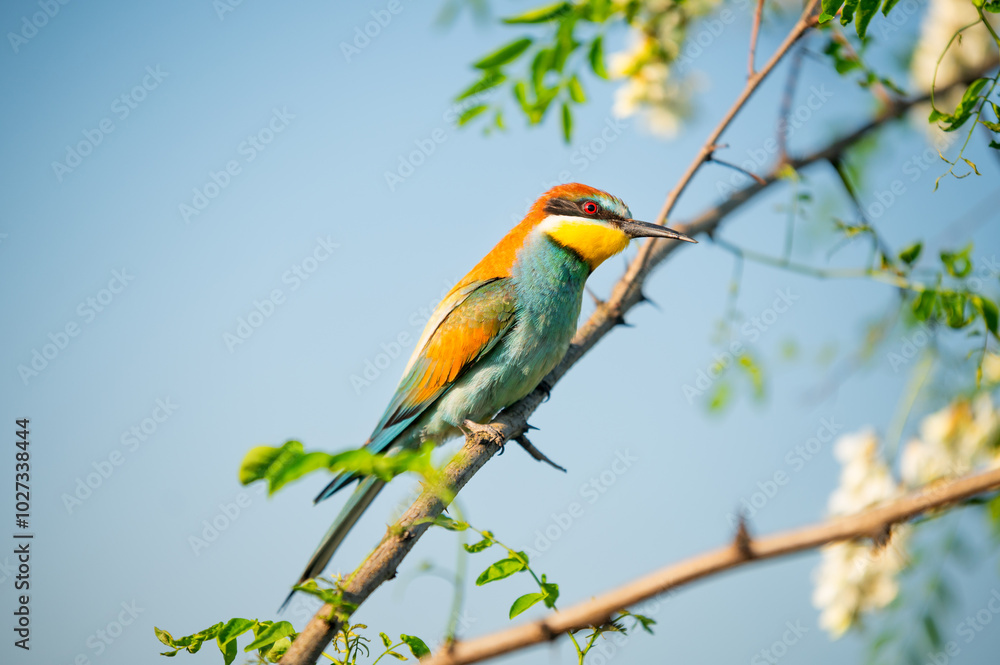 Vibrant image of a bee-eater perched on a branch, displaying vivid green, blue, and orange plumage. Its slender beak and sharp eyes capture the essence of this beautiful bird in a natural setting. Vibrant image of a bee-eater perched on a branch, displaying vivid green, blue, and orange plumage. Its slender beak and sharp eyes capture the essence of this beautiful bird in a natural setting.