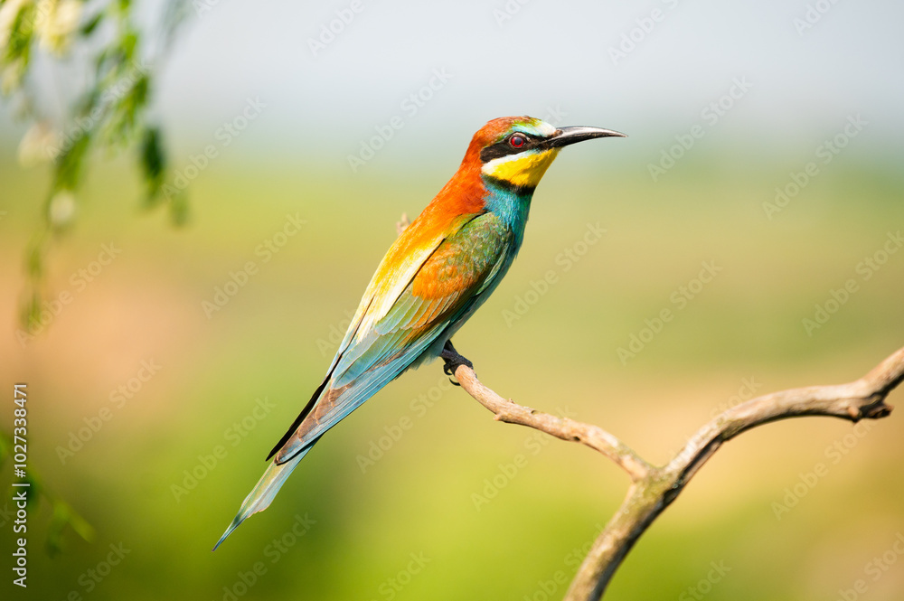Vibrant image of a bee-eater perched on a branch, displaying vivid green, blue, and orange plumage. Its slender beak and sharp eyes capture the essence of this beautiful bird in a natural setting. Vibrant image of a bee-eater perched on a branch, displaying vivid green, blue, and orange plumage. Its slender beak and sharp eyes capture the essence of this beautiful bird in a natural setting.