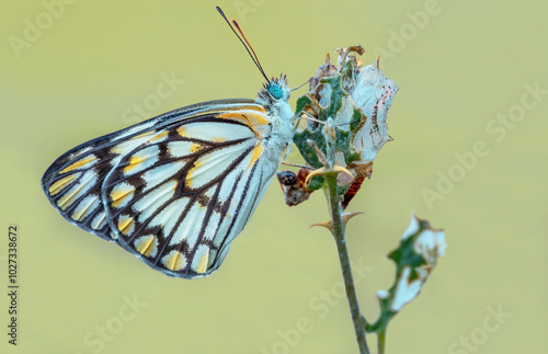 Obraz na płótnie White Pioneer butterfly (Belenois aurota) w salonie