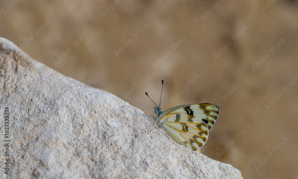 elegant, wings, collection, spotted, beauty, desert, pattern, arid, spring, pretty, asia, tree, niceSiirt Spotted Angel Butterfly (Pontia glauconome)