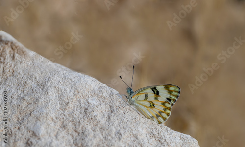 Obraz na płótnie elegant, wings, collection, spotted, beauty, desert, pattern, arid, spring, pretty, asia, tree, niceSiirt Spotted Angel Butterfly (Pontia glauconome) w salonie
