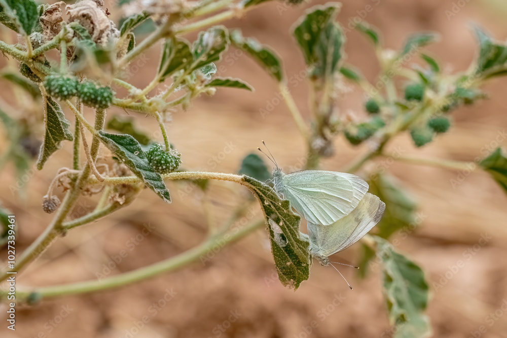 Persian White Angel Butterfly (Pieris persis)