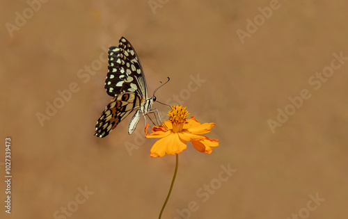 Obraz na płótnie Nusaybin Beauty butterfly (Princeps demoleus) feeding on a flower w salonie
