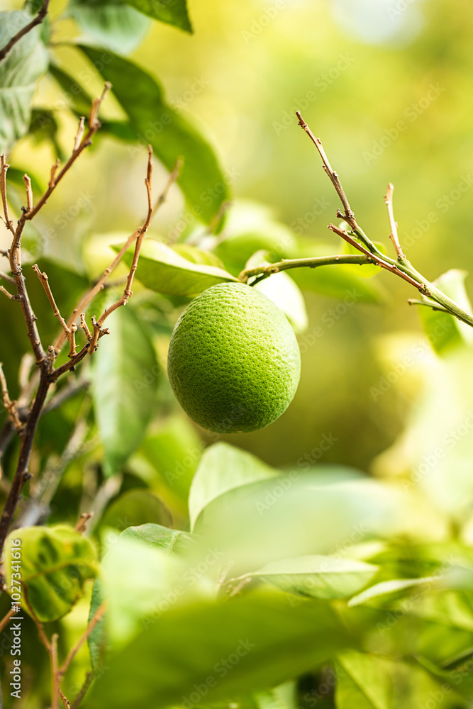 Green lemon on a tree branch