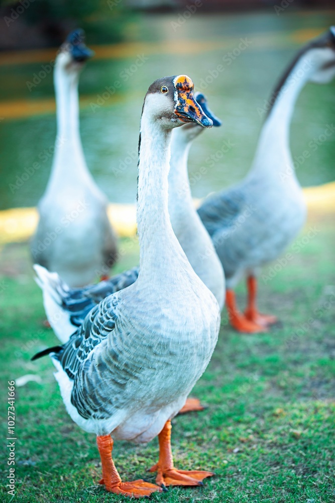 Gray geese walking in the park Gray geese walking in the park