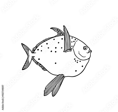 Vector illustration of hand drawn moonfish made with ink. Beautiful drawing, graphic style. Perfect print for any business related to the fish industry