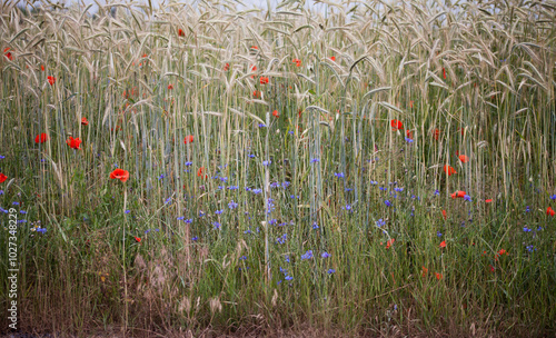 Colourful wildflowers on the field -  red poppy and blue cornflower growing between grain crops. photo