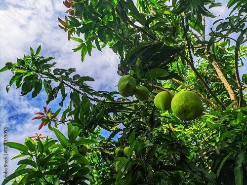 The mango tree looks like it is bearing fruit photo