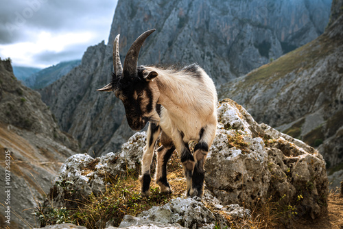 The goat at the mountains