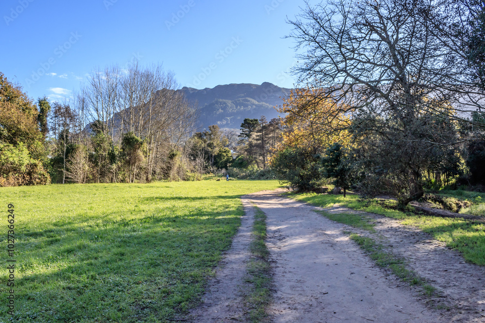 Path through beautiful botanical gardens surrounded in mountains trees, green vegetation, Cape Town, South Africa Path through beautiful botanical gardens surrounded in mountains trees, green vegetation, Cape Town, South Africa