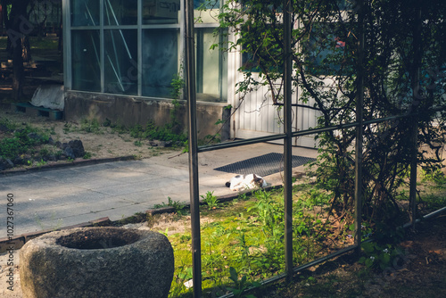 cat