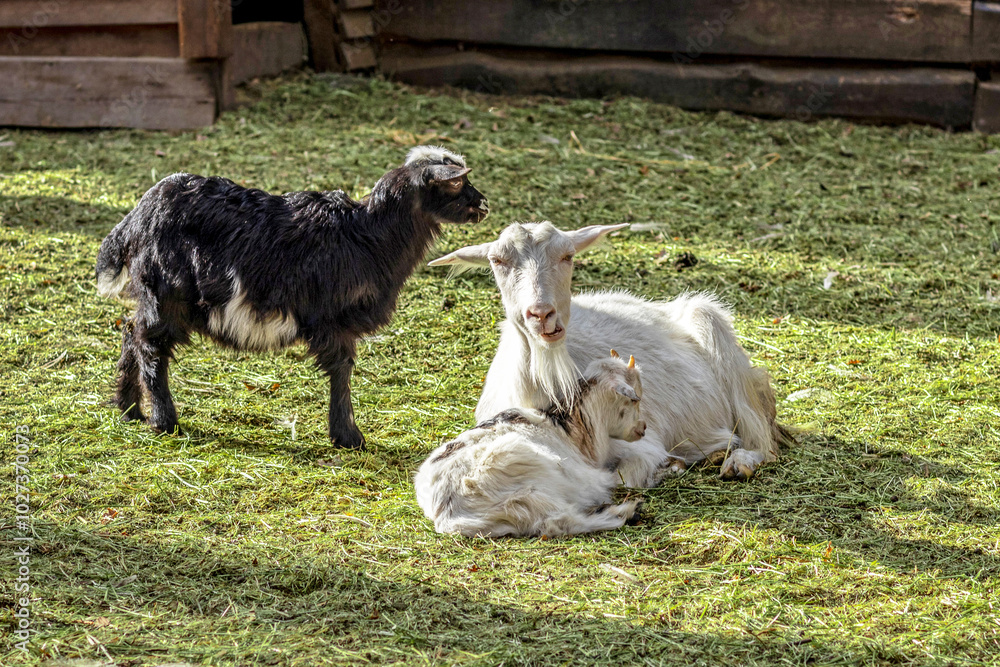 Obraz premium A white goat with baby goats