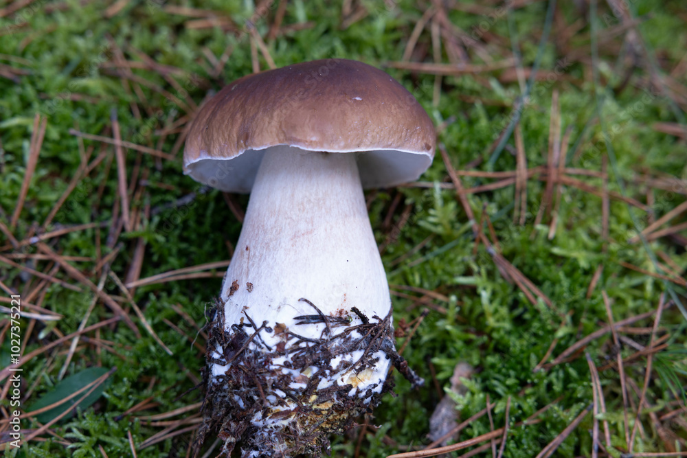 Photo hog mushroom in the natural environment. Forest, autumn, moss, edible boletus mushrooms Photo hog mushroom in the natural environment. Forest, autumn, moss, edible boletus mushrooms