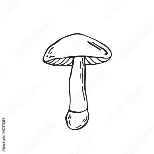 Hand drawn vector mushroom. Outline black vector forest element
