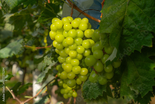 Wallpaper Mural Green grapes in the vineyard Torontodigital.ca