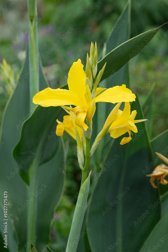 Close up of water canna (canna glauca) flowers in bloom Close up of water canna (canna glauca) flowers in bloom