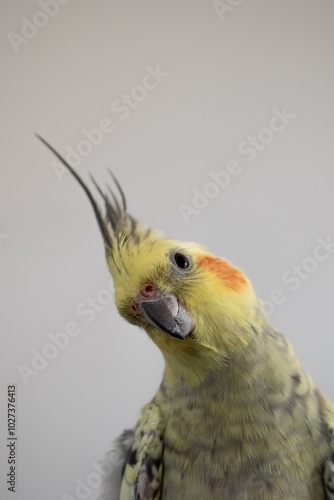 Grey and yellow cockatiel pet bird portrait with white background 