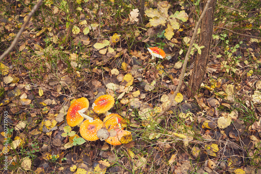 Muchomor czerwony, Amanita muscaria (L.) Muchomor czerwony, Amanita muscaria (L.)