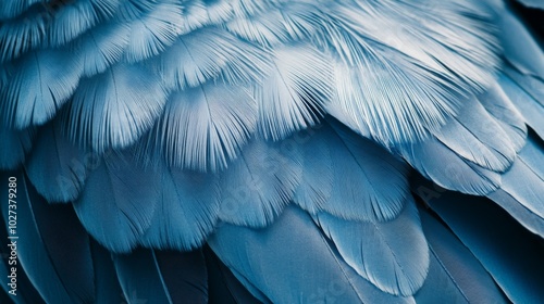 Close-up of Blue Bird Feathers with a Smooth Texture