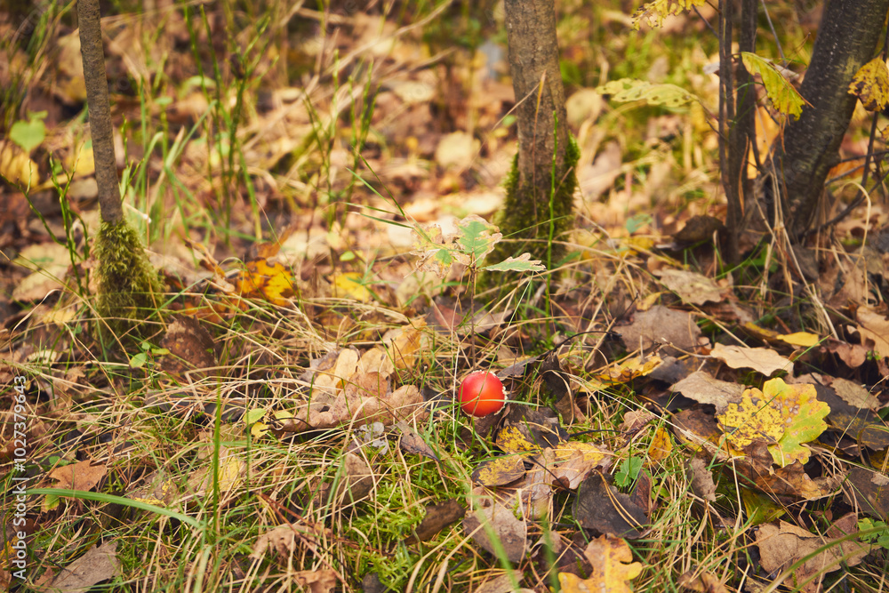 Muchomor czerwony, Amanita muscaria (L.) Muchomor czerwony, Amanita muscaria (L.)