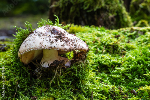 Waldpilz der sich seinen Weg unter einer frischen Lage Moos heraus bahnt. photo