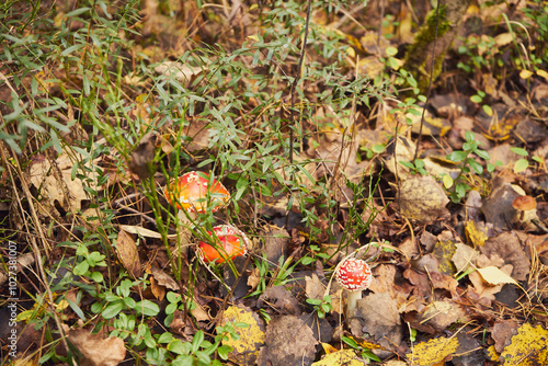 Muchomor czerwony, Amanita muscaria (L.)