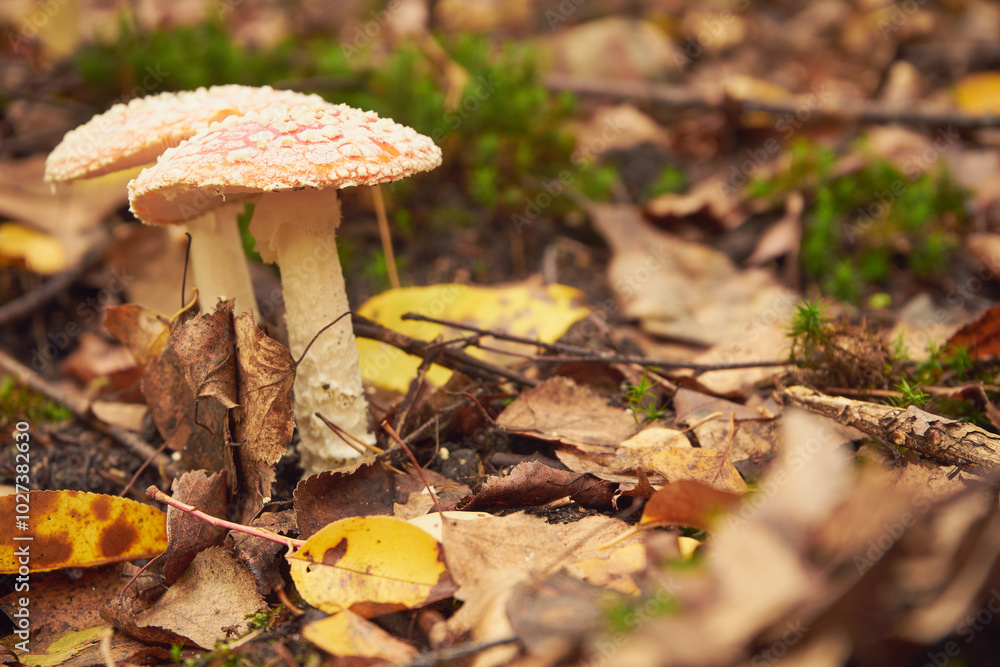 Muchomor czerwony, Amanita muscaria (L.) Muchomor czerwony, Amanita muscaria (L.)