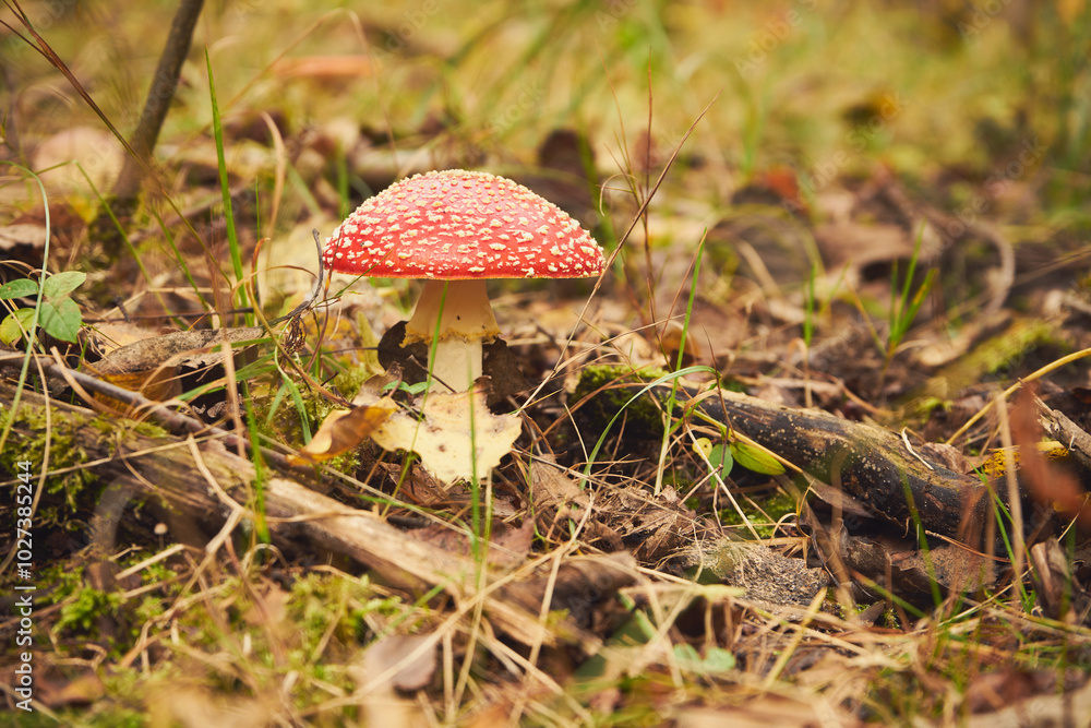 Muchomor czerwony, Amanita muscaria (L.) Muchomor czerwony, Amanita muscaria (L.)